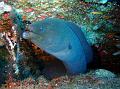 SIMILAN NOV 2008 .PHOTO LORAN (272)